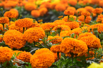 Marigold Flower)